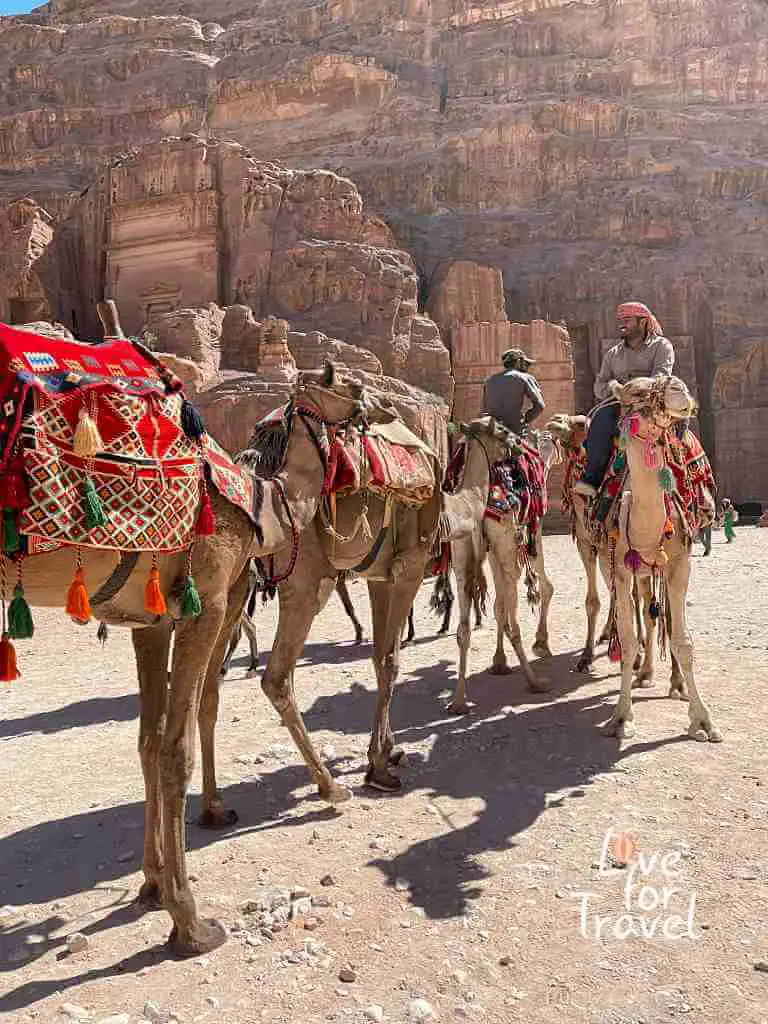 Καμήλες, Πέτρα - Ταξίδι στην Ιορδανία, Όσα Πρέπει να Γνωρίζεις