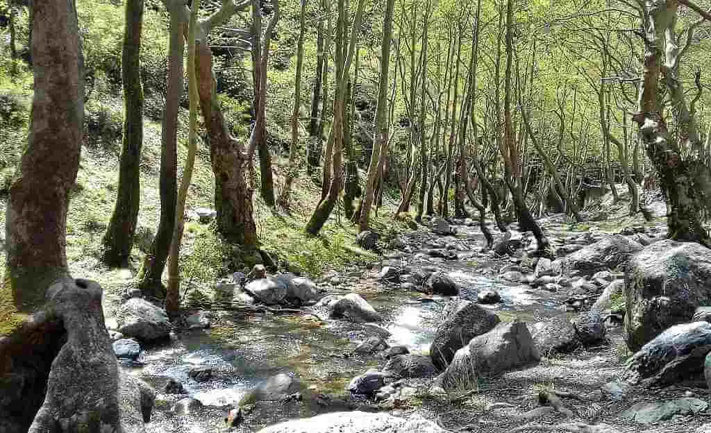Δάσος Στενής Δίρφυς - Οι 10 καλύτερες προτάσεις για την Εύβοια